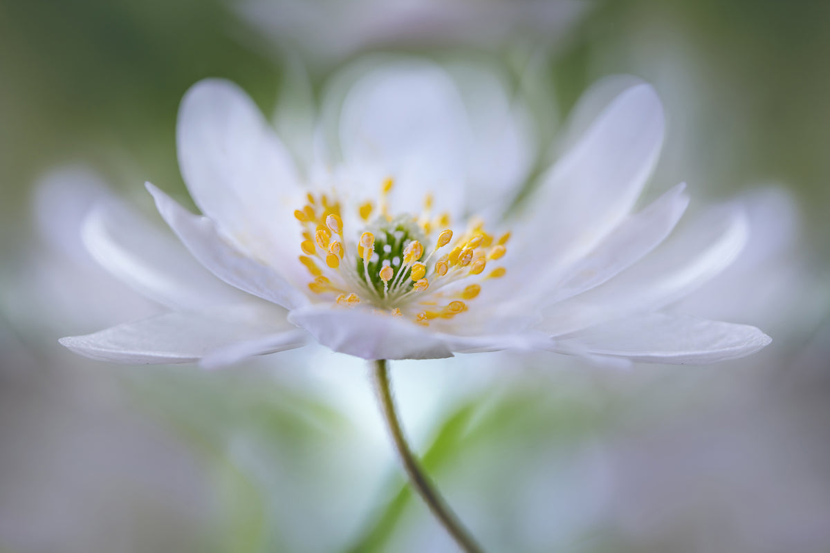 poster-print-nemorosa-nirvana