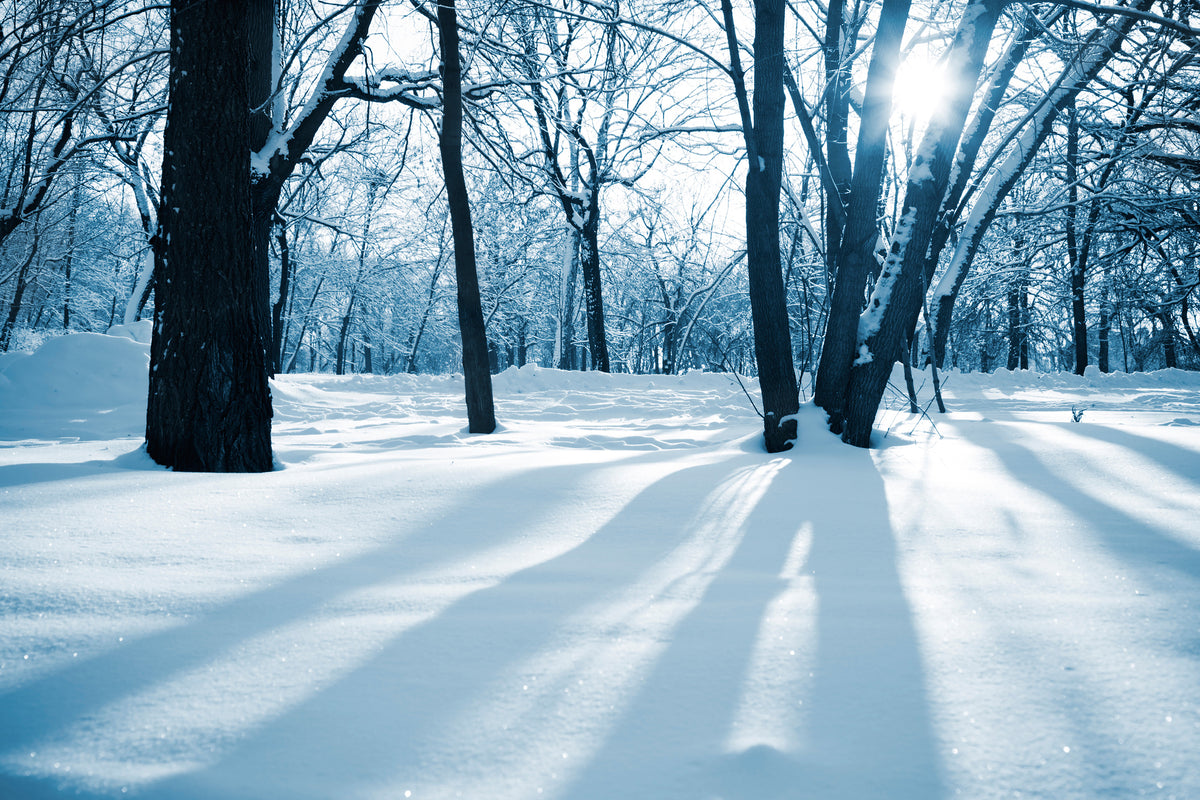 modern-3-piece-aluminium-print-the-forest-without-tracks-in-the-snow