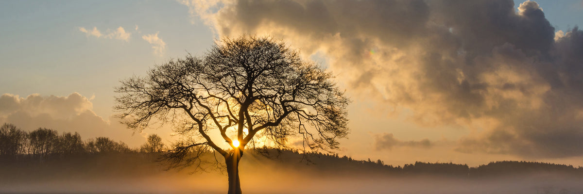 panoramic-3-piece-aluminium-print-a-lonely-tree-panorama