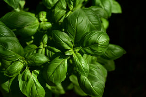 aluminium-print-basil-in-xl