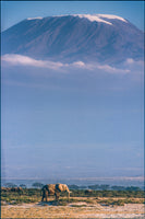 canvas-print-kilimanjaro-and-the-quiet-sentinels