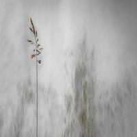 poster-print-blade-of-grass