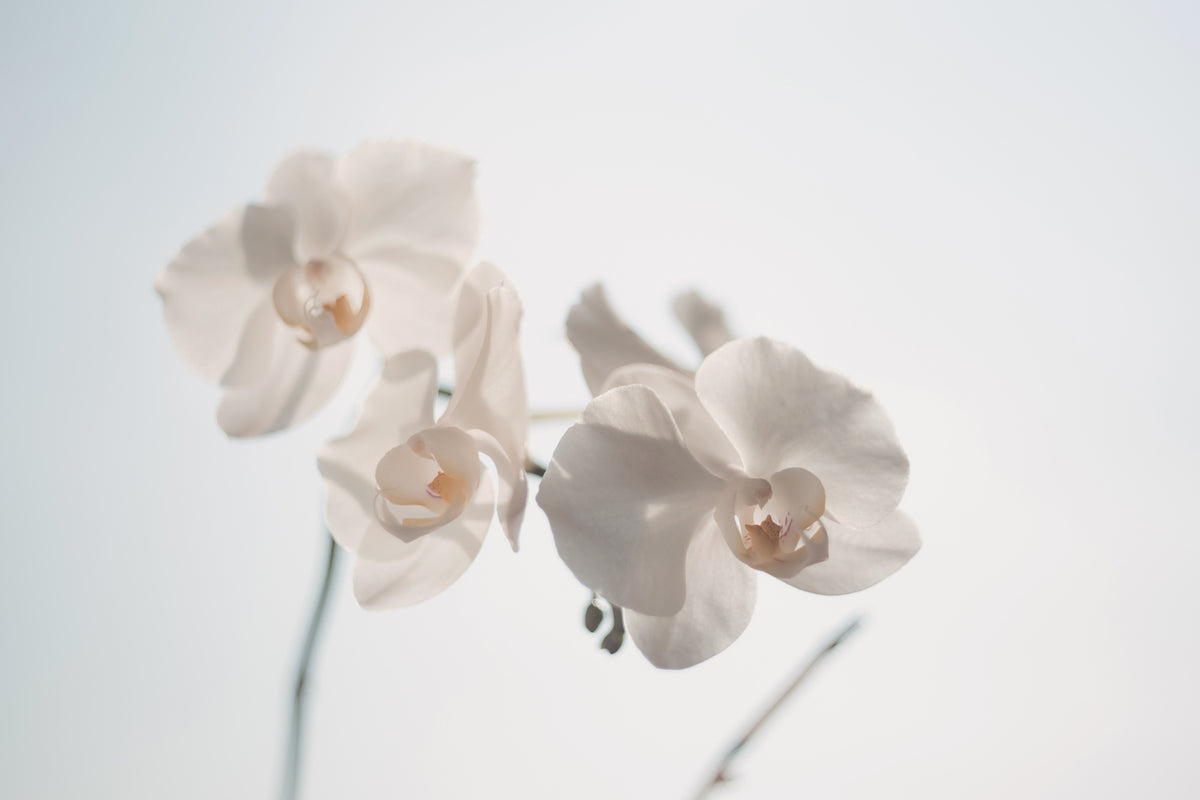 acrylic-print-graceful-orchids