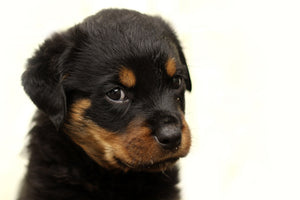 aluminium-print-rottweiler-puppy-to-fall-in-love