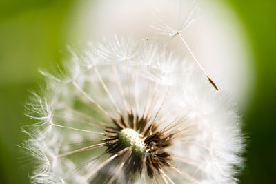 poster-print-blowball-dandelion