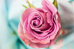 framedposter-print-roseblossom-in-pink