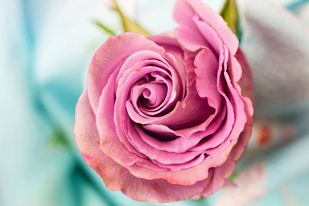 framedposter-print-roseblossom-in-pink
