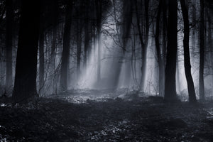 3-piece-acrylic-print-capela-forest