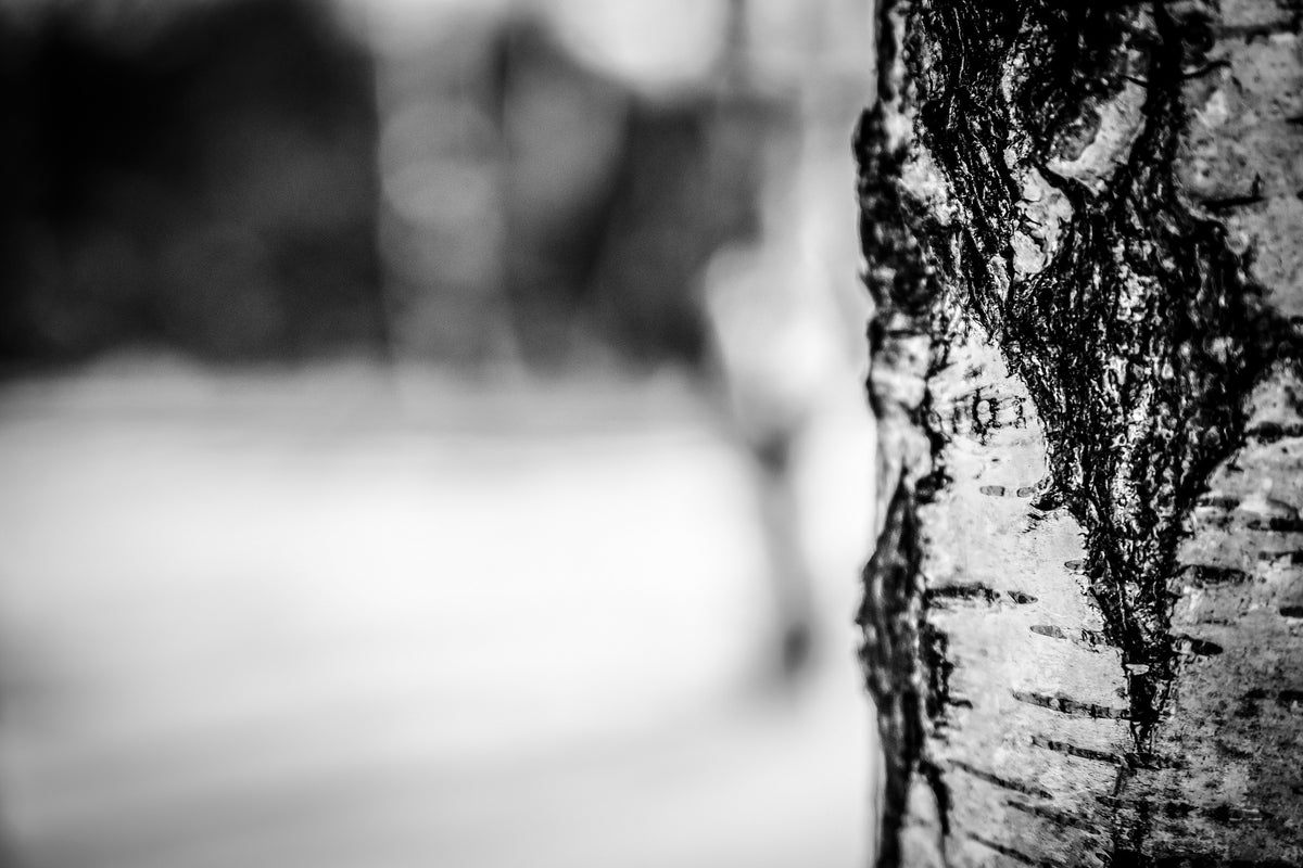 modern-3-piece-acrylic-print-birch-trunk