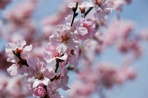framedcanvas-print-japanese-cherry-tree-close-up