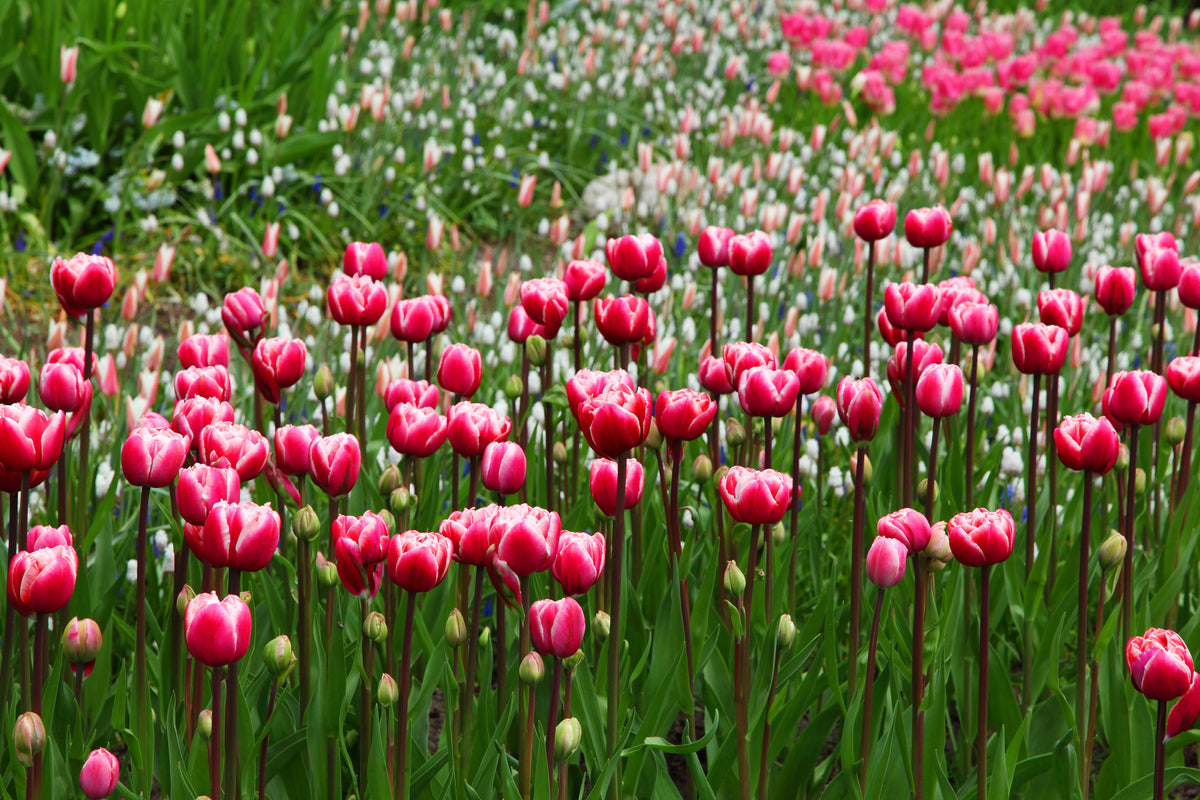 3-piece-acrylic-print-wild-tulip-field