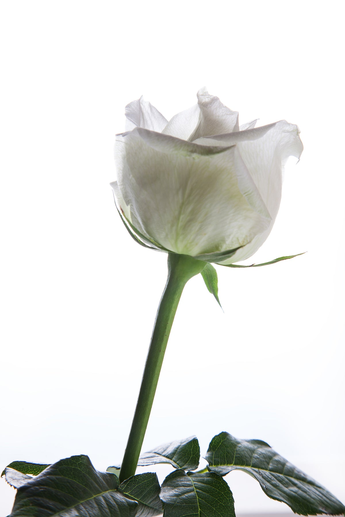 framedposter-print-on-behalf-of-the-rose