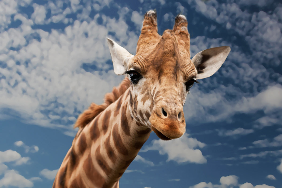 framedposter-print-attention-giraffe