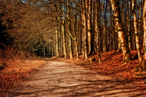 canvas-print-nature-in-autumn