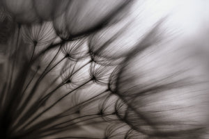 modern-3-piece-acrylic-print-dandelion-p