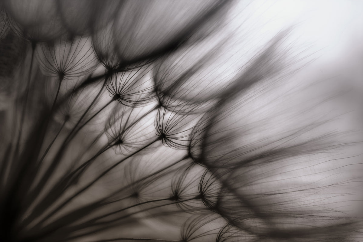 modern-3-piece-acrylic-print-dandelion-p