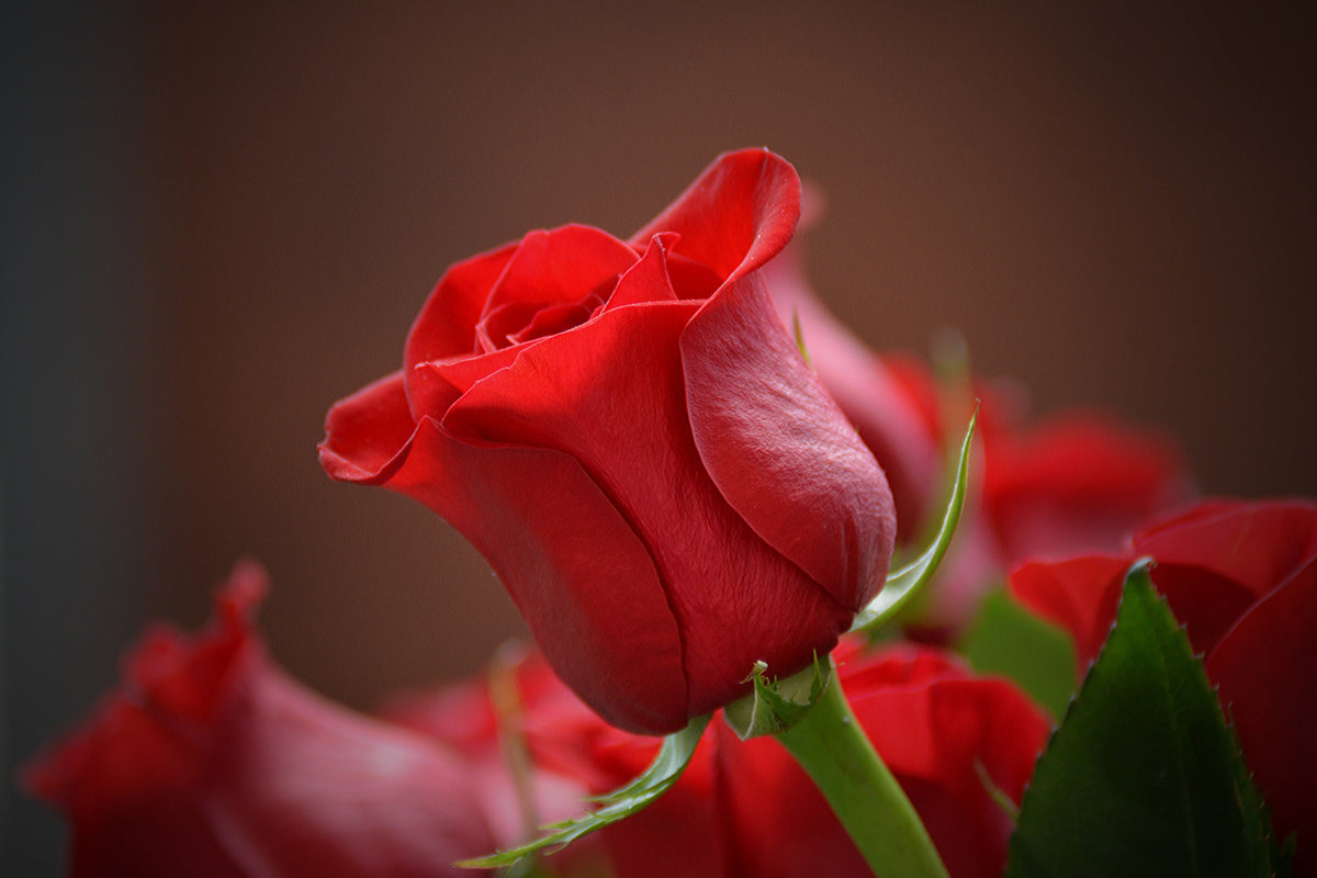 canvas-print-red-rose-in-xl