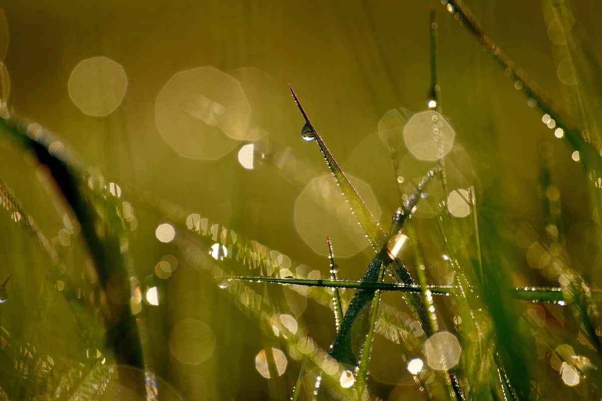 framedcanvas-print-dew-in-the-morning