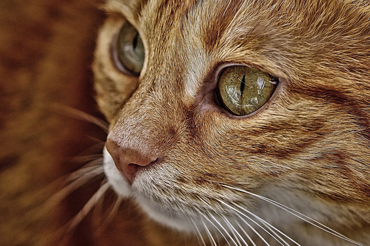 3-piece-acrylic-print-close-up-cat39s-head