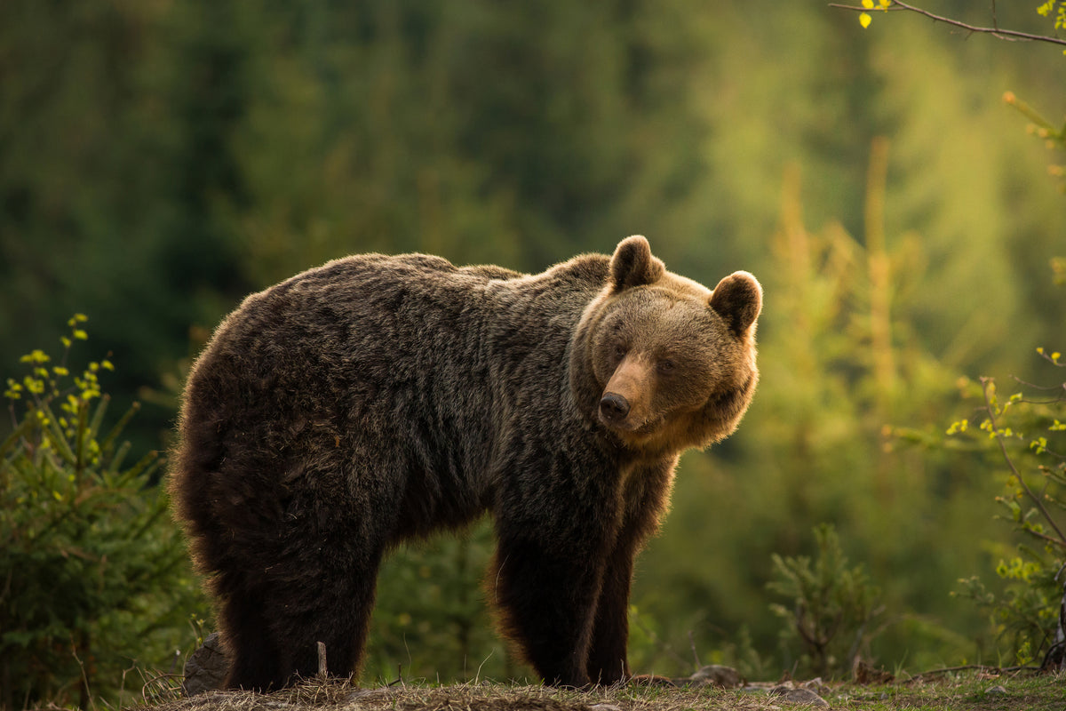 poster-print-backlit-bear-x