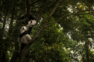 framedposter-print-panda-x