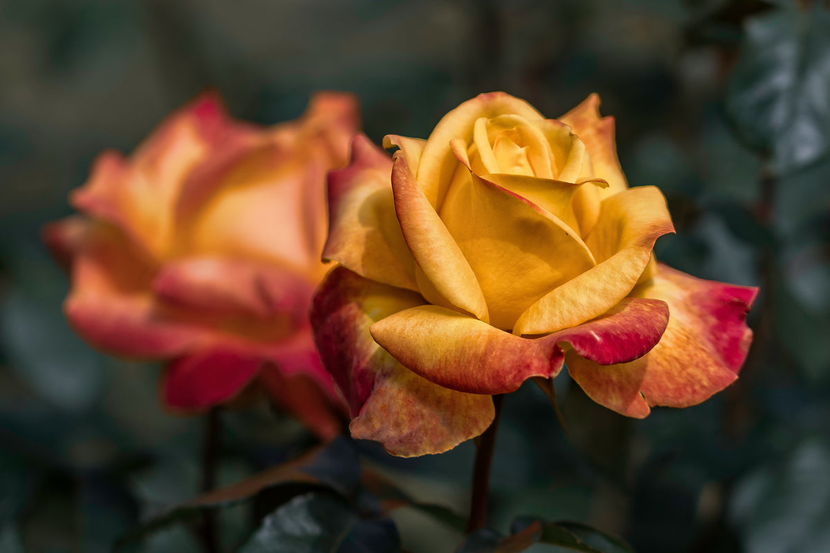 3-piece-aluminium-print-the-rose-in-the-garden
