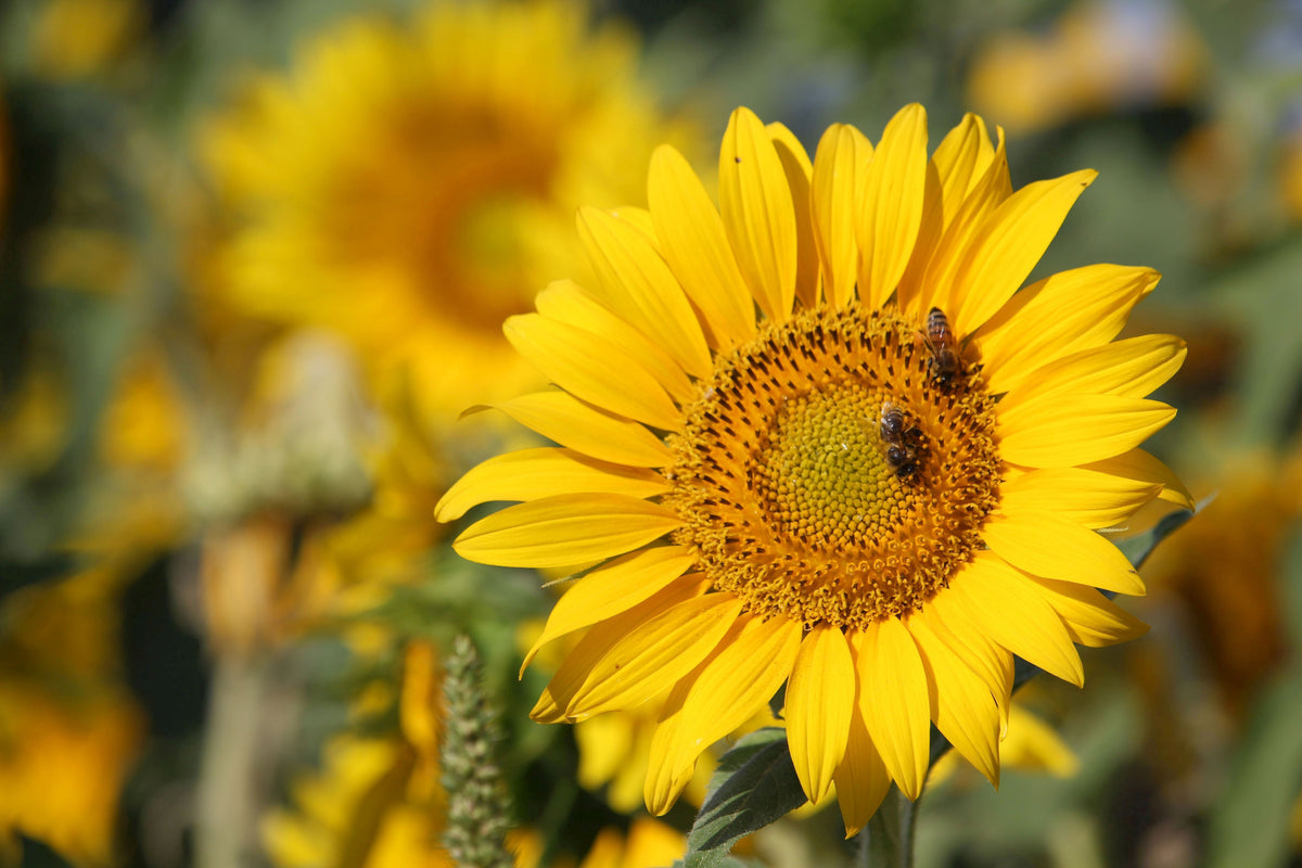canvas-print-bees-at-work
