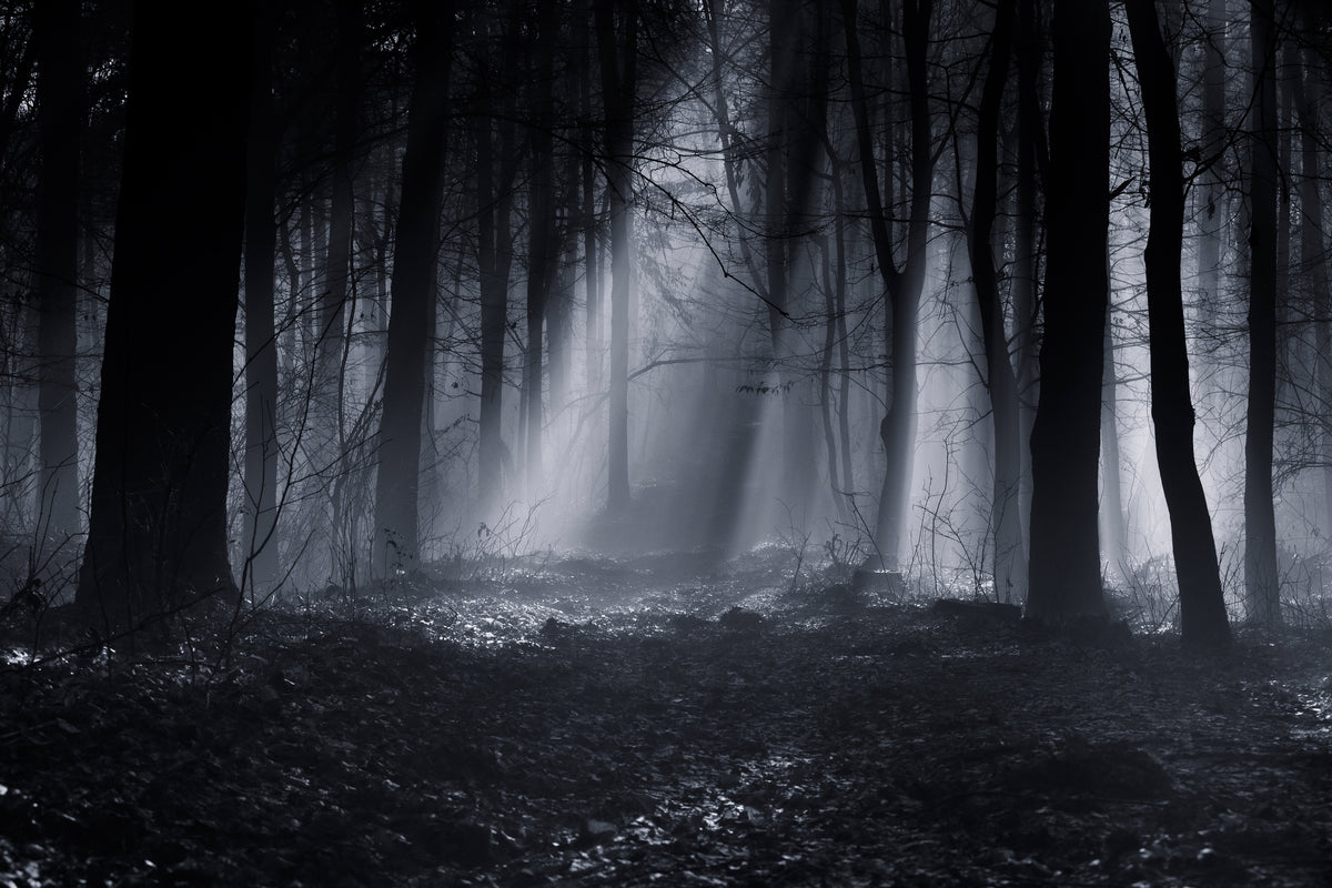 acrylic-print-capela-forest