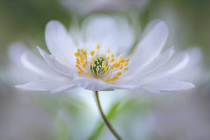 aluminium-print-nemorosa-nirvana