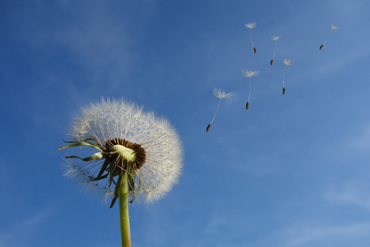 framedposter-print-dandelion-i-wish-for-something