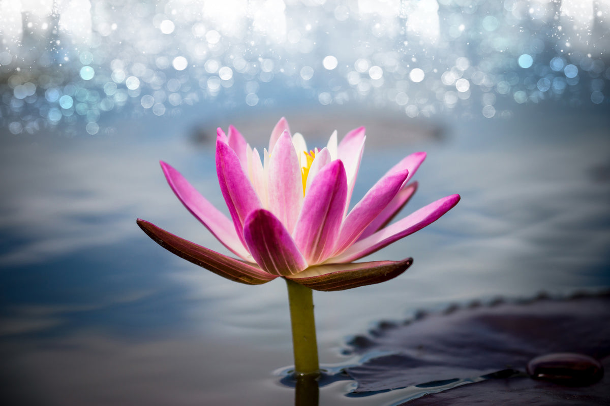 modern-3-piece-acrylic-print-lotus-in-the-morning-dew
