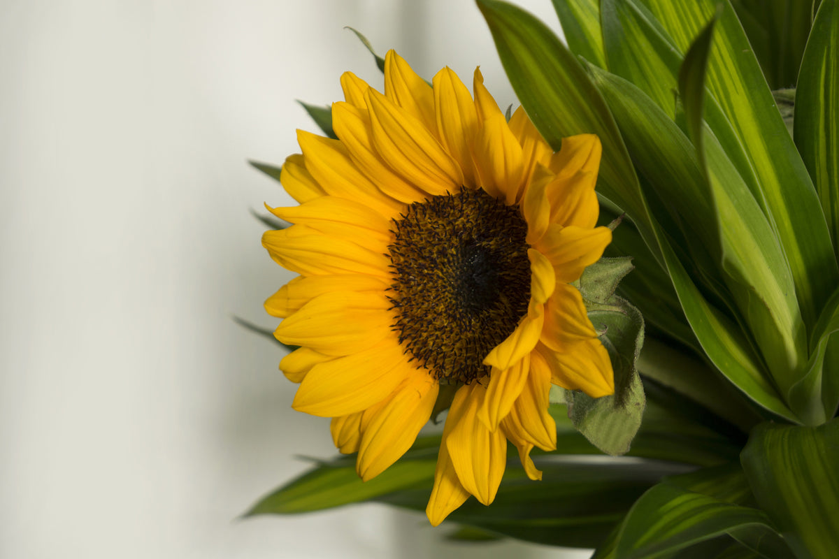 3-piece-canvas-print-beautiful-sunflower