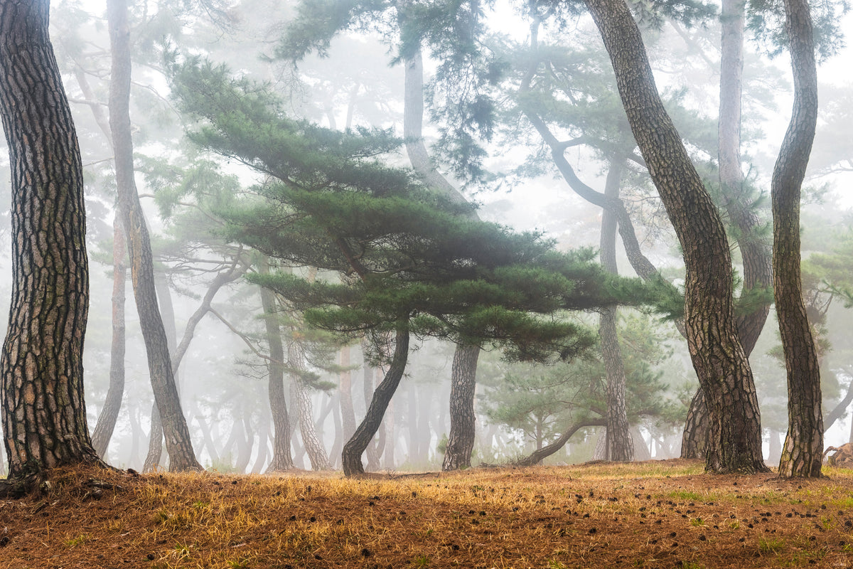 canvas-print-in-the-misty-pine-forest-x