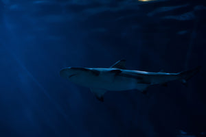 canvas-print-dangerous-shark