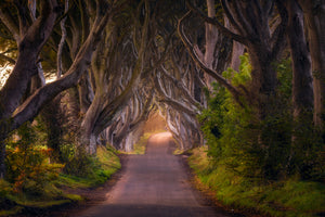 modern-3-piece-canvas-print-the-glowing-hedges