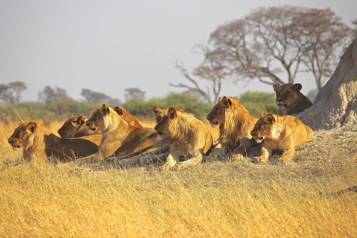 canvas-print-lion-family