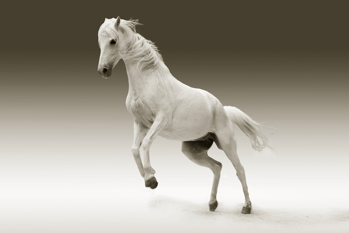 acrylic-print-the-proud-mare