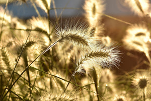 poster-print-ornamental-grass-in-the-sunlight