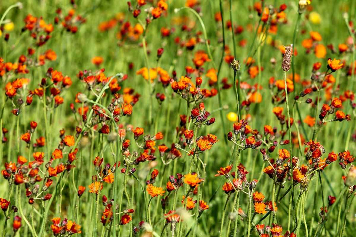 3-piece-aluminium-print-hawkweeds