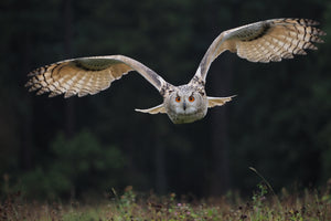 aluminium-print-the-owl