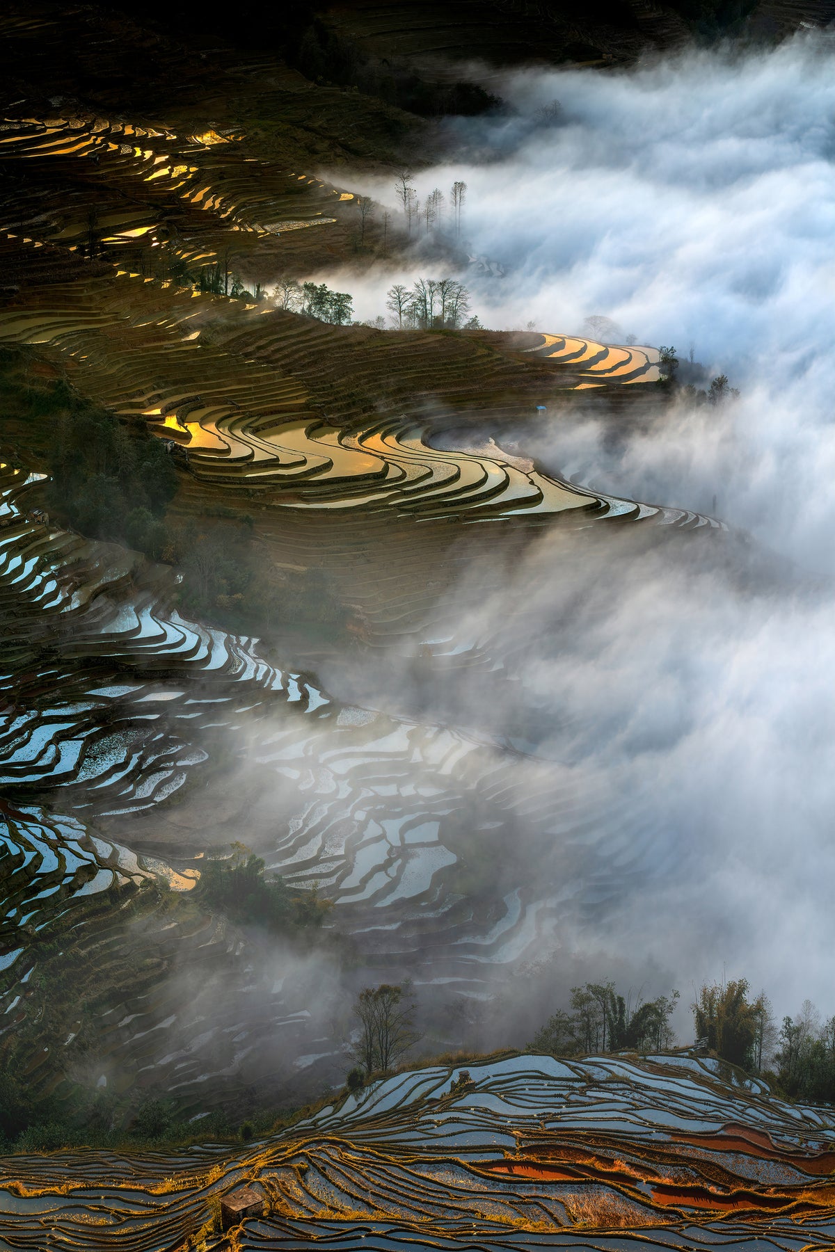 poster-print-colorful-rice-terraces