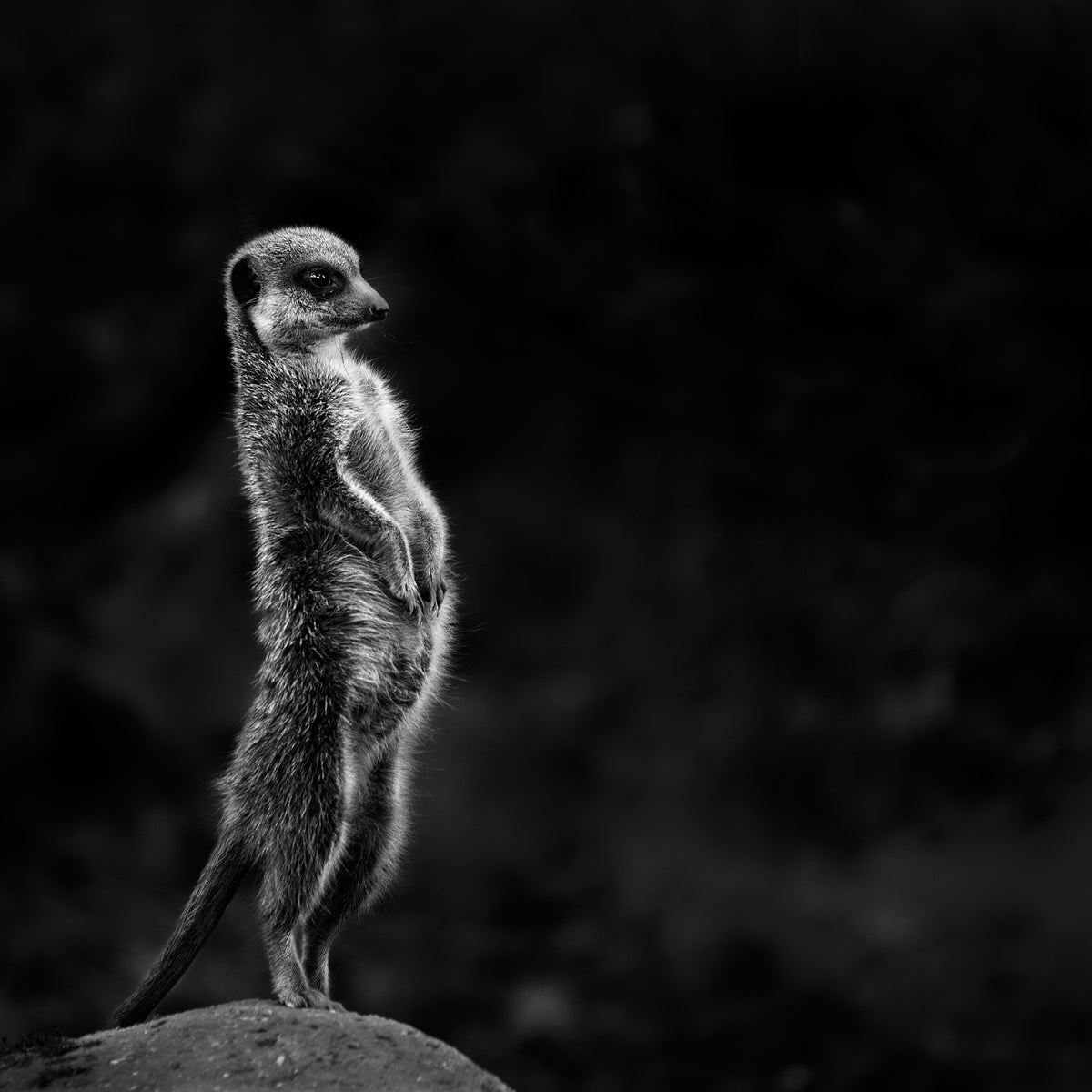 9-piece-acrylic-print-the-meerkat