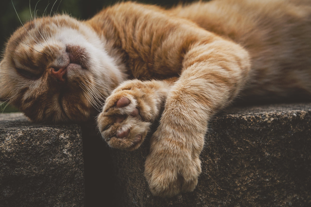 3-piece-acrylic-print-sleeping-cat