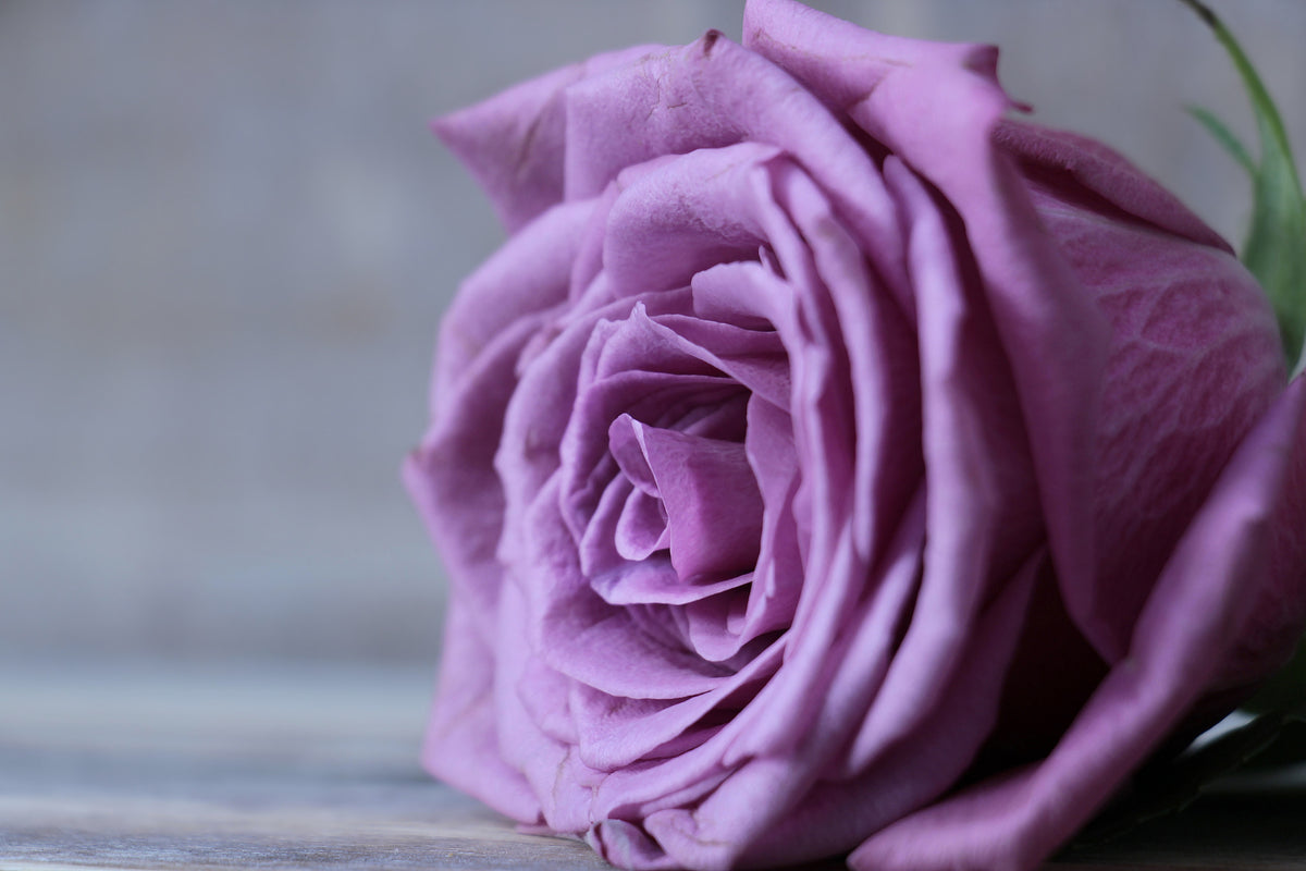 poster-print-rose-in-purple-xxl