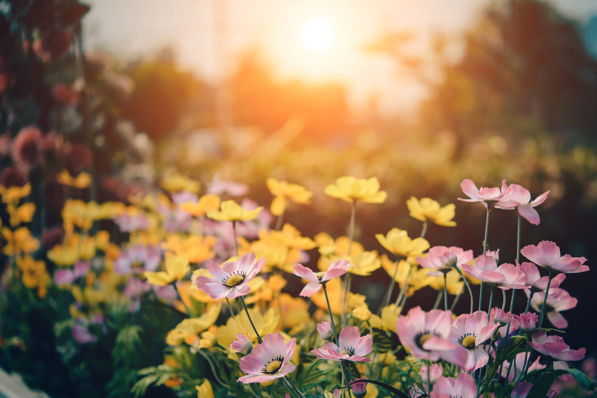 3-piece-canvas-print-the-flowers