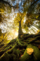 canvas-print-the-goodbye-of-a-leaf