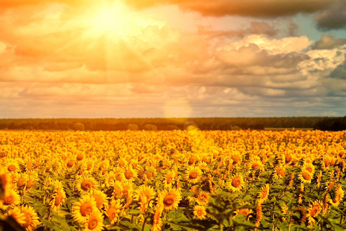 acrylic-print-golden-light-sunflower