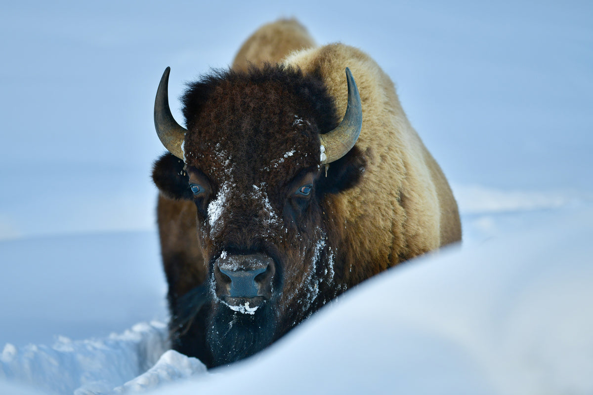 poster-print-winter-bison