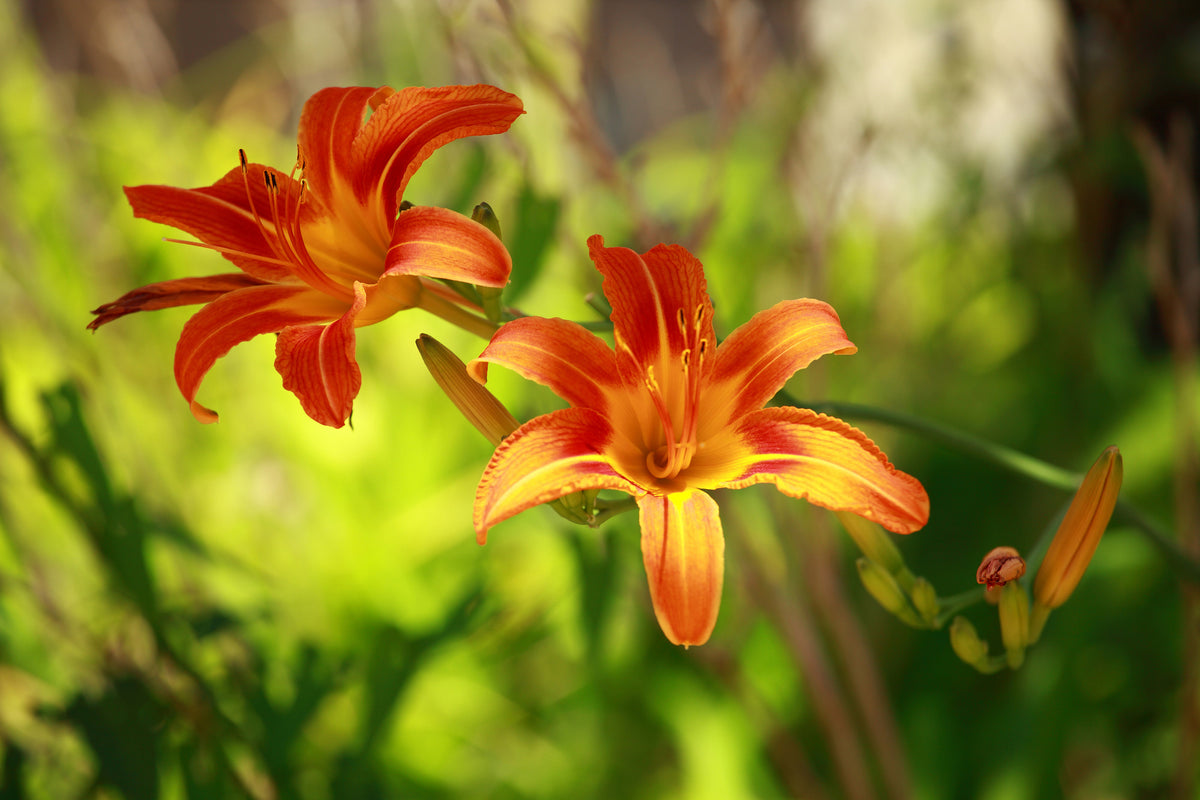 3-piece-aluminium-print-lilies-in-nature