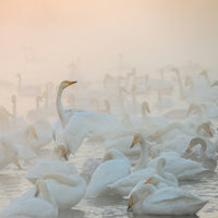 4-piece-acrylic-print-song-of-the-morning-light